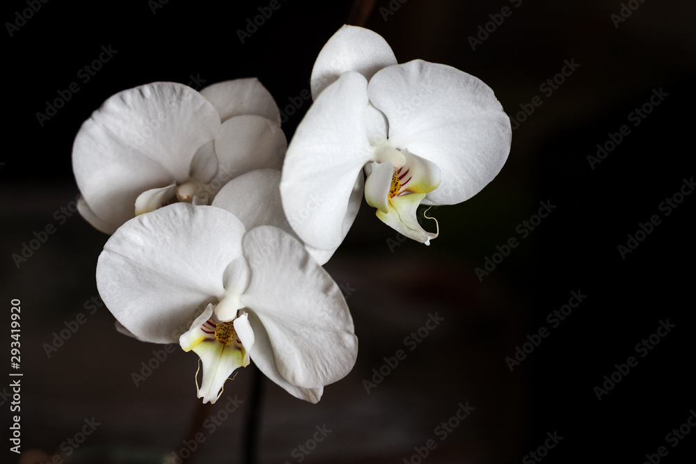 White orchid flower