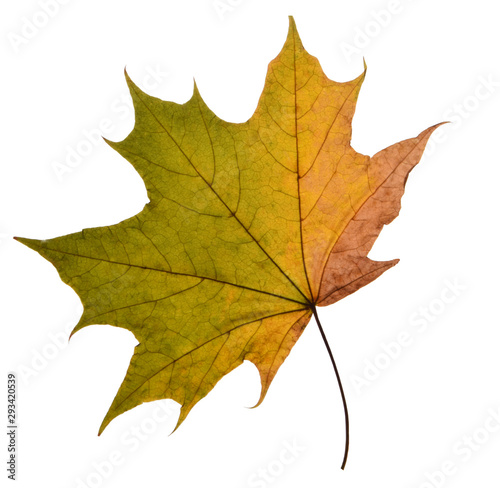 Yellow autumn leaf Isolated on a white background.