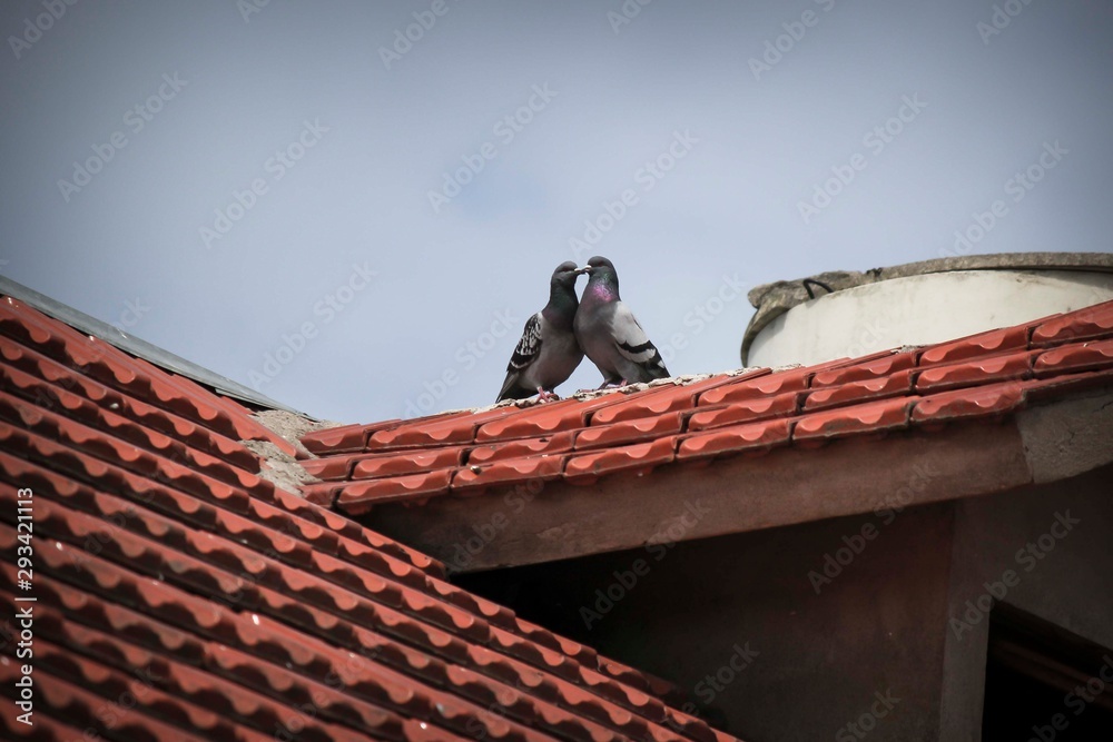 Obraz premium pigeon kissing on the roof
