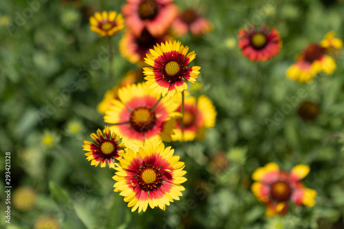 flowers in the garden