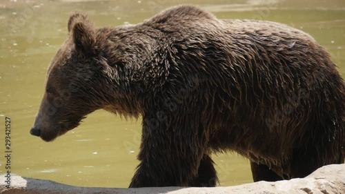 Big brown bear is getting out of dirty pond waters in summer in slow motion photo