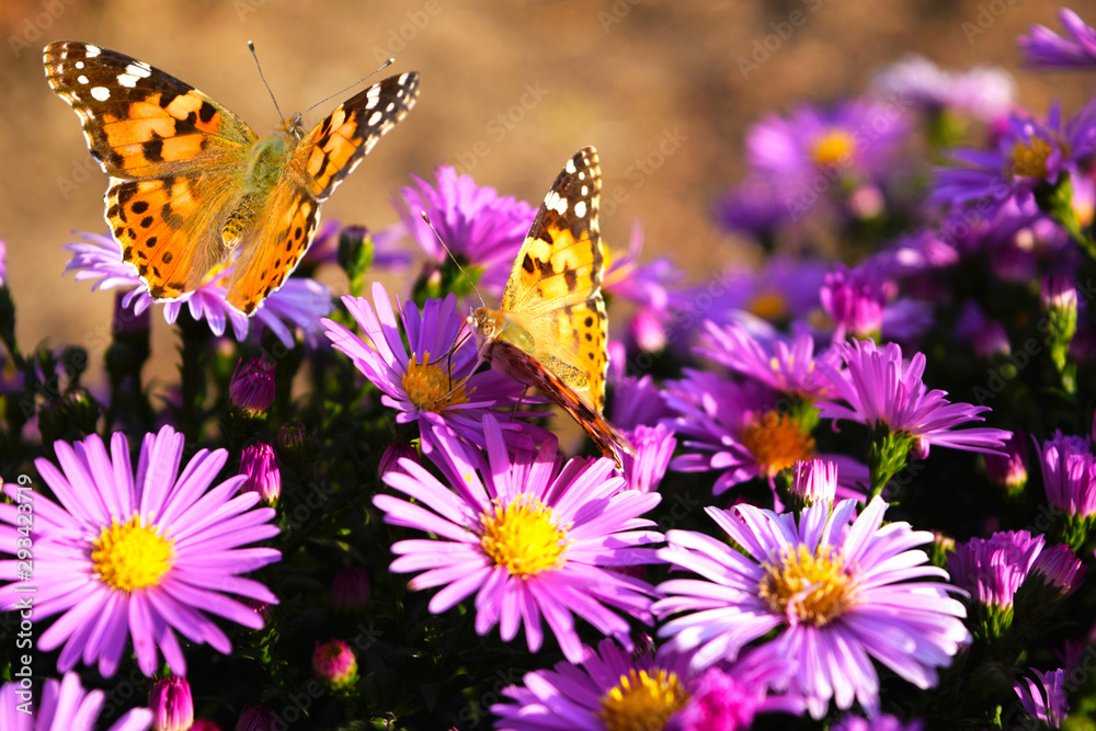 Two butterflies - Painted lady - Vanessa Cardui flies in a flowers Alpine Aster.