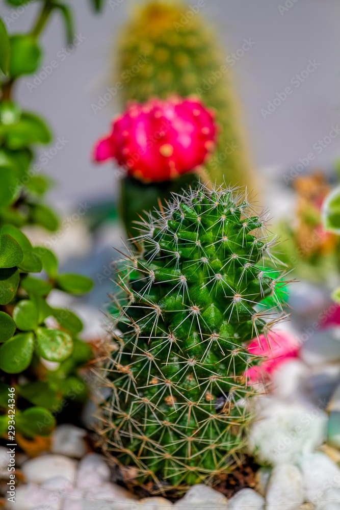 Cactus in planter with bright pink flower bloom
