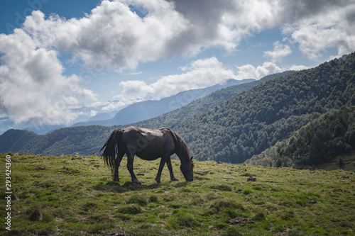 Merens horse - Ariège pony