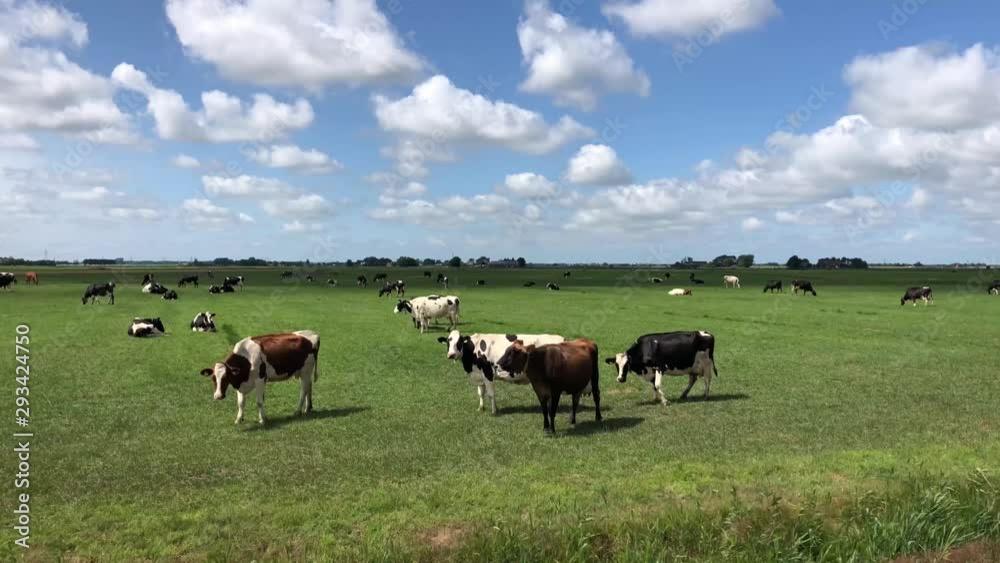 Cows in meadow around Warten in Friesland The Netherlands Cows in meadow around Warten in Friesland The Netherlands