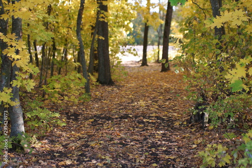 Fototapeta Naklejka Na Ścianę i Meble -  autumn in the park