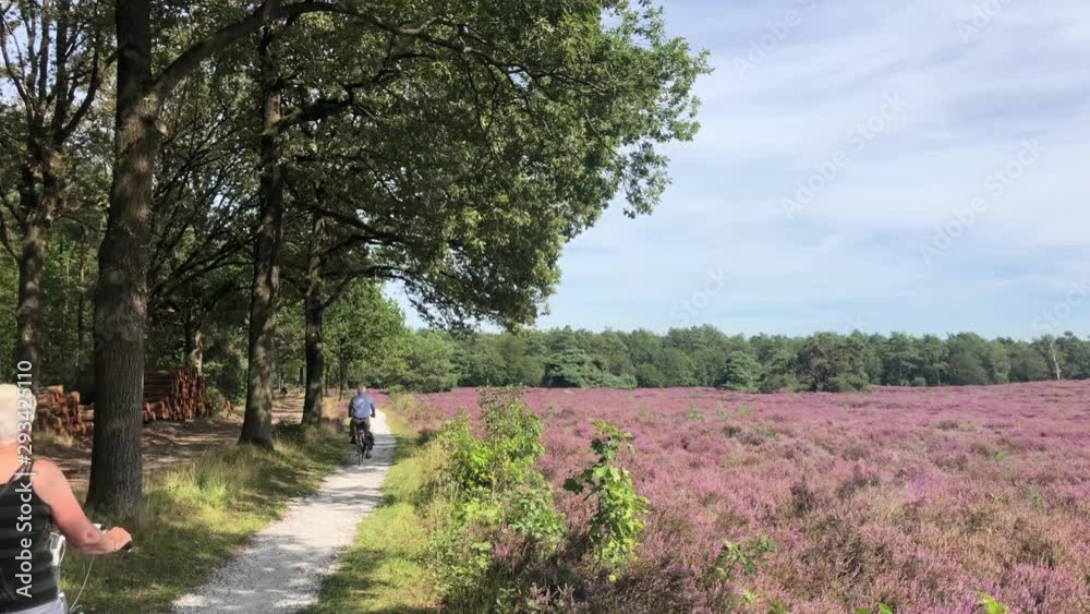 Elderly people cycling through flowering heather at the Zwarte Dennen nature reserve in Overijssel, The Netherlands