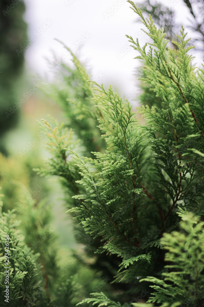 Closeup of fir branches with young buds, blurred background 
