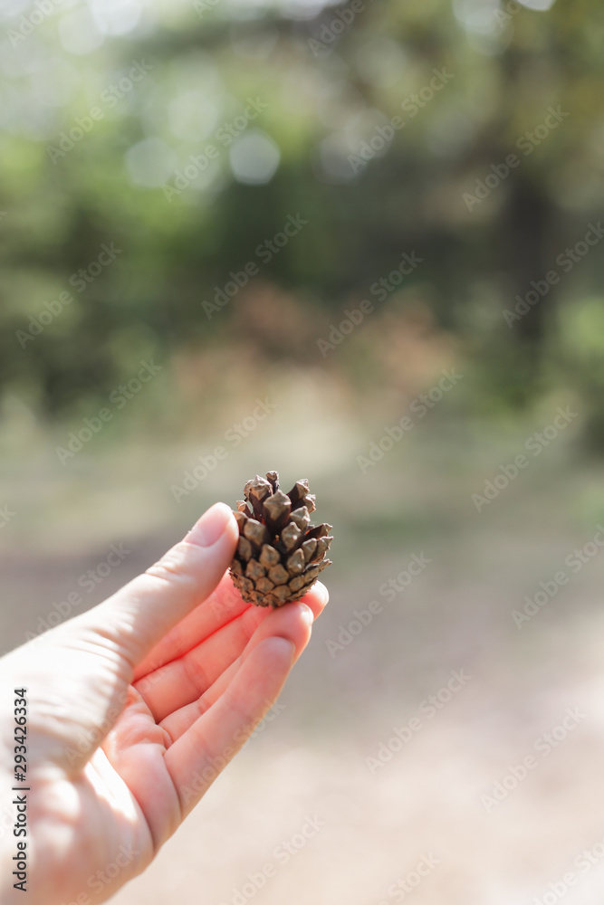 close up of the girl's hand holding pine cone. 