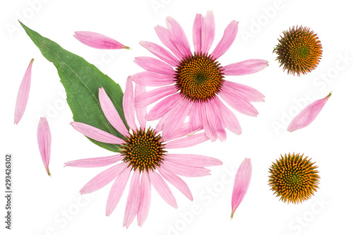 Echinacea flowers isolated on white  top view