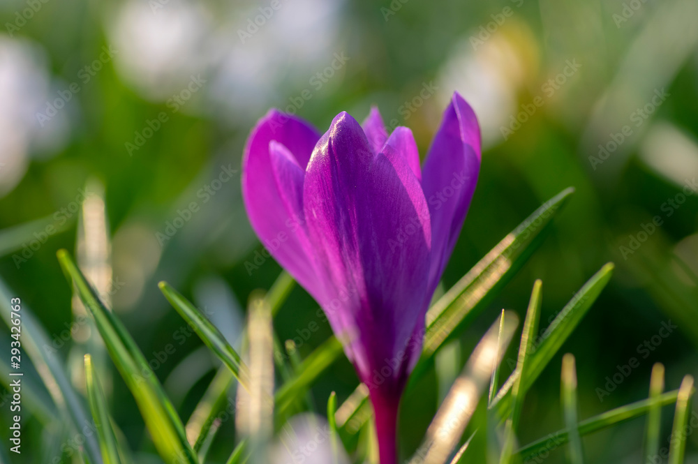 Field of flowering crocus vernus plants, group of bright colorful early spring flowers in bloom