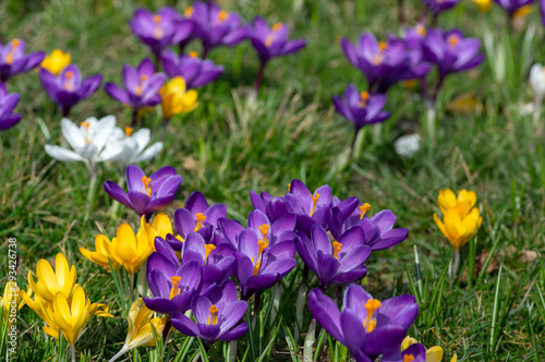 Field of flowering crocus vernus plants, group of bright colorful early spring flowers in bloom