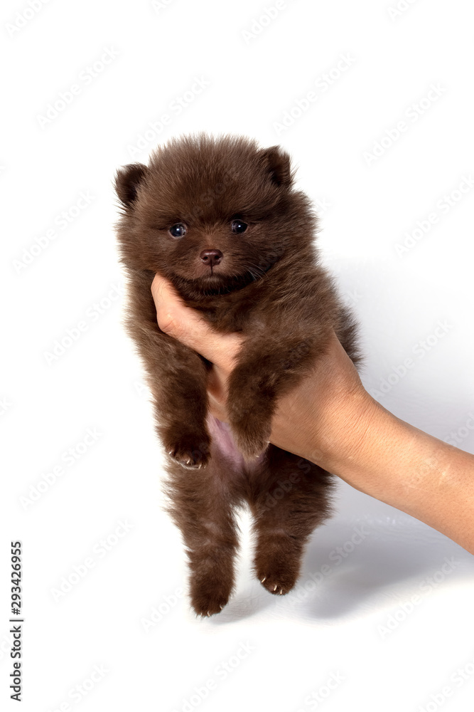 Brown tiny Pomeranian puppy in hand on white background. Brown tiny Pomeranian puppy in hand on white background.