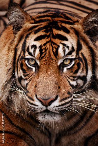 Panthera Tigris Sumatrae © Syafrilyan