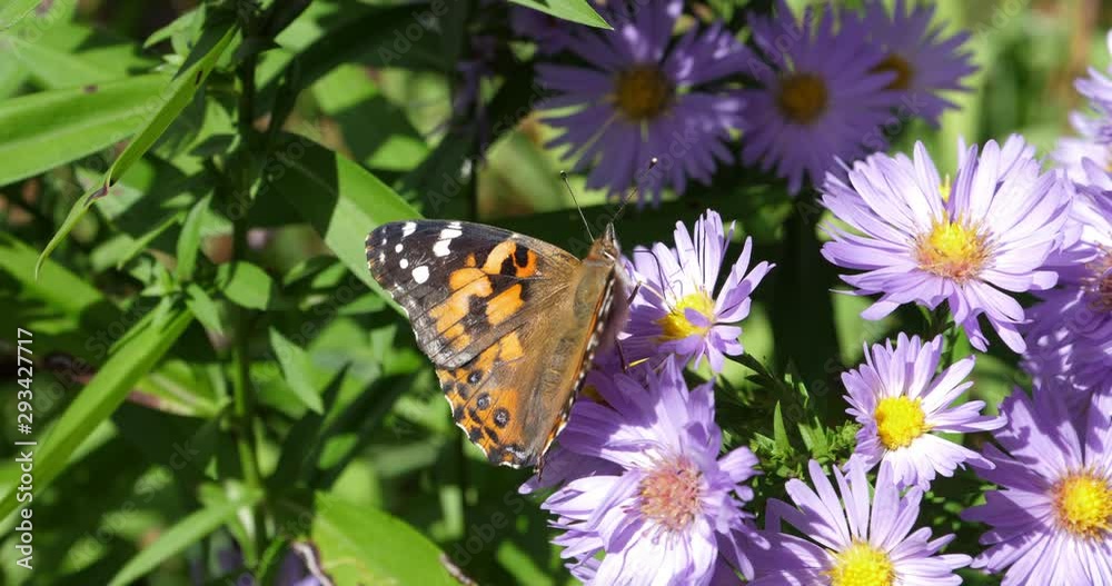 A Monarch butterfly feeding on a mum flower A Monarch butterfly feeding on a mum flower