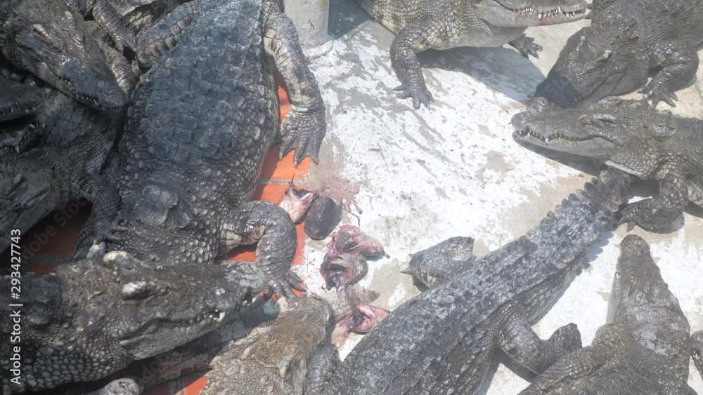 close up of crocodiles eating dead fish at farm close up of crocodiles eating dead fish at farm
