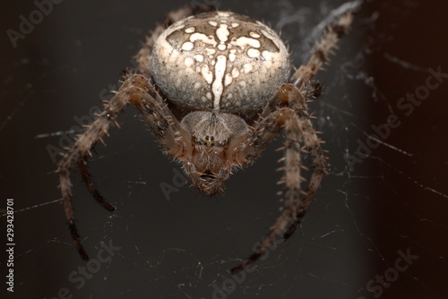 spider in web waits victim