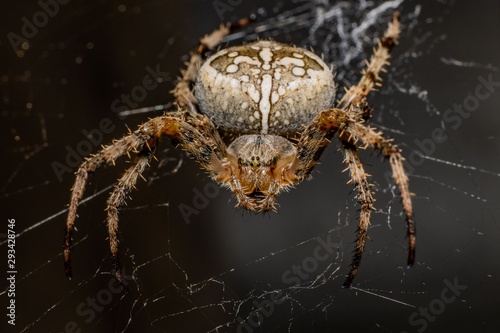 spider in web waits victim