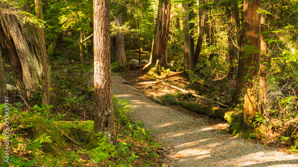 Fototapeta premium SasamatLake Loop Trail Going Through Forested Area