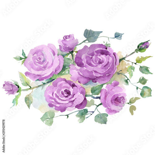Purple rose bouquet floral botanical flowers. Watercolor background set. Isolated bouquets illustration element.