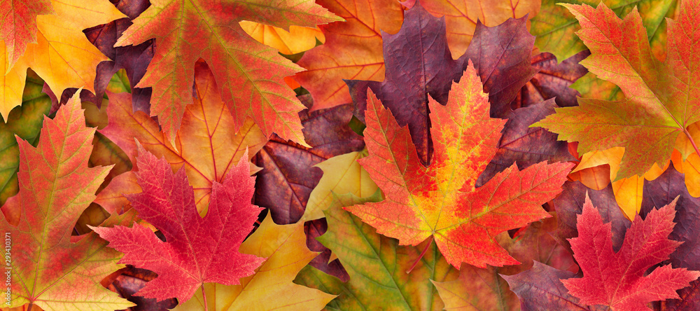 Amazing colorful background of autumn maple tree leaves background close up. Multicolor maple leaves autumn background. High quality resolution picture - obrazy, fototapety, plakaty 