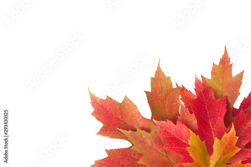 Colorful background of autumn maple tree leaves background close up. Multicolor maple leaves autumn background with copy space isolated on white. High quality resolution picture