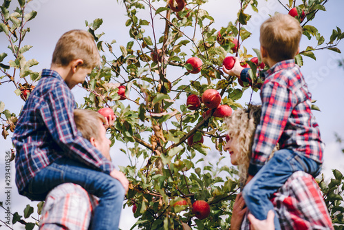 Dad's mom and two little boys are harvesting in an apple orchard. Beautiful sunny autumn day photo