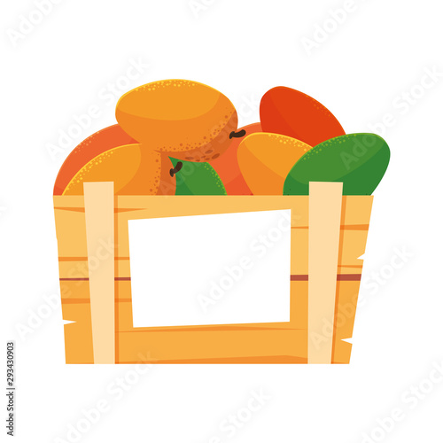 Isolated mangos fruit box vector design