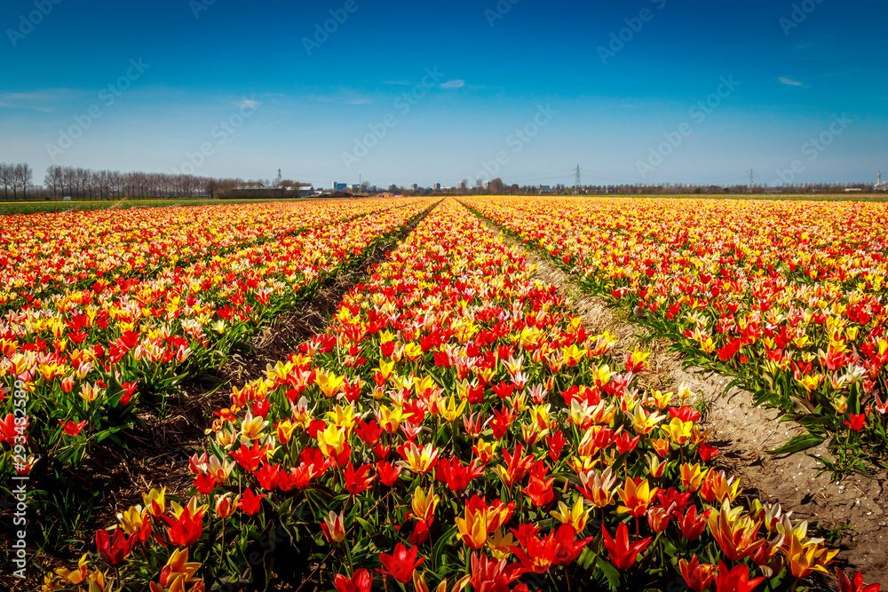 field of tulips field of tulips