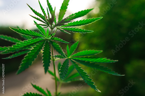  marijuana background at sunset. bush cannabis.