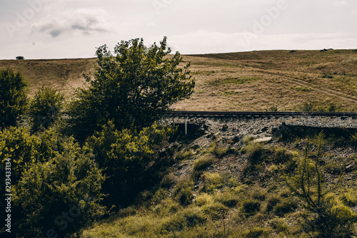 tree on the hill