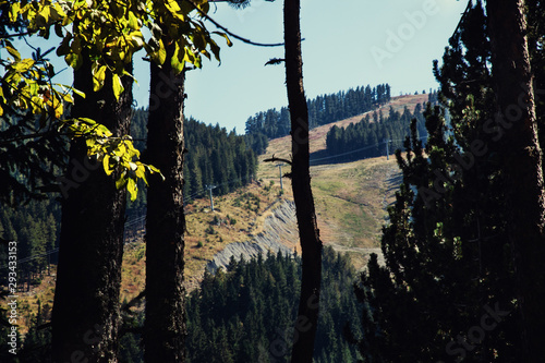 Bansko, Bulgaria, Banderishka Polyana. Pine tree forest  photo