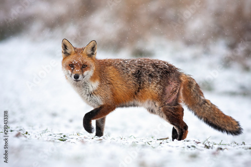 Bruised red fox, vulpes vulpes, pursuing prey on a hunt in icy environment. Wild mammal predator marching in freezing weather. Free animal in wilderness. © WildMedia