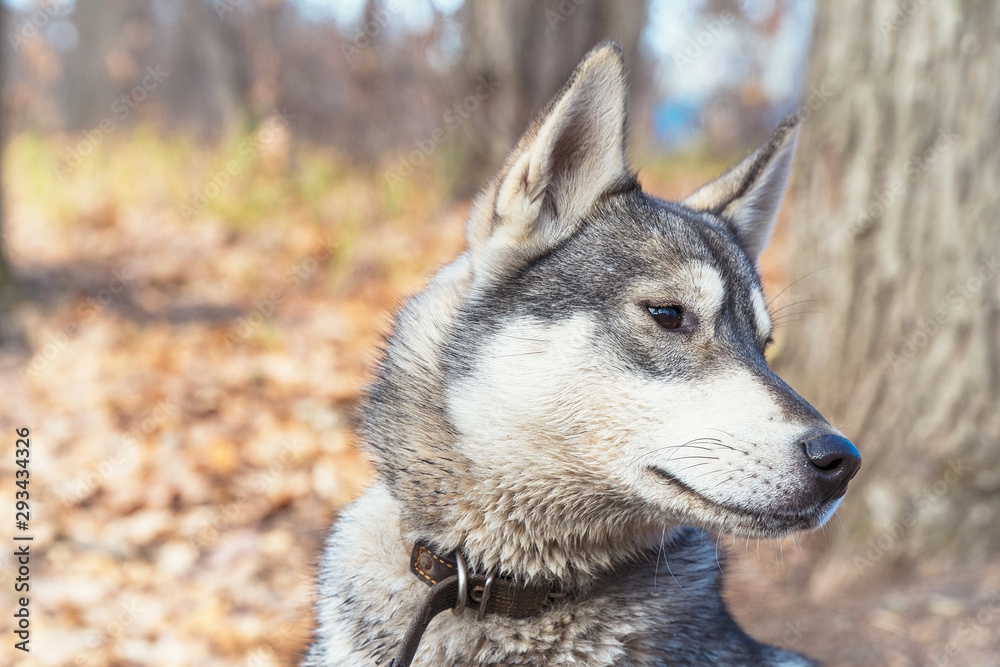 Portrait of a dog breed West Siberian Laika