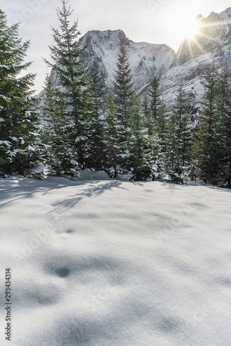 Sunshine through snowy nature. Vertical winter landscape