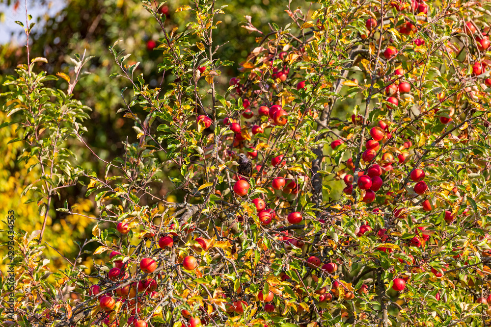  Amsel im Baum mit Äpfeln im Herbst
