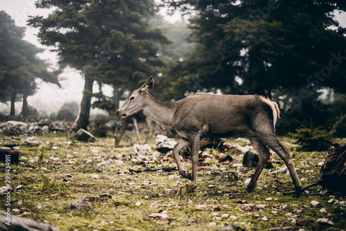deer in the forest