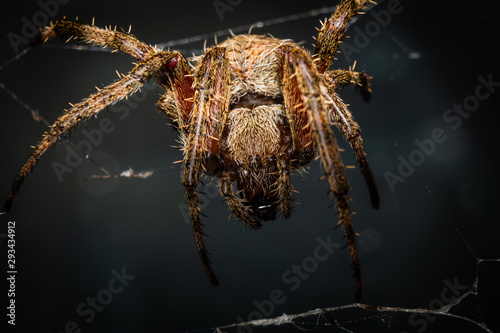 Orb Weaver Spider Up Close