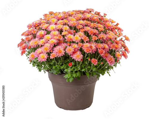 Potted chrysanthemum isolated on a white background. photo