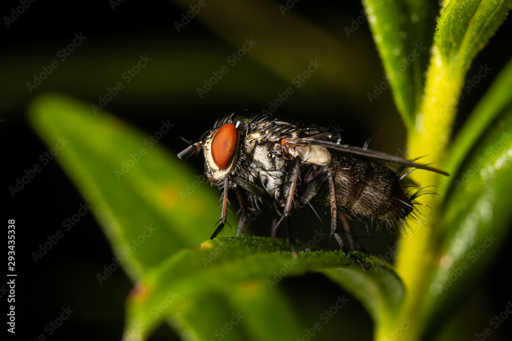 Naklejka premium House Flyer Up Close