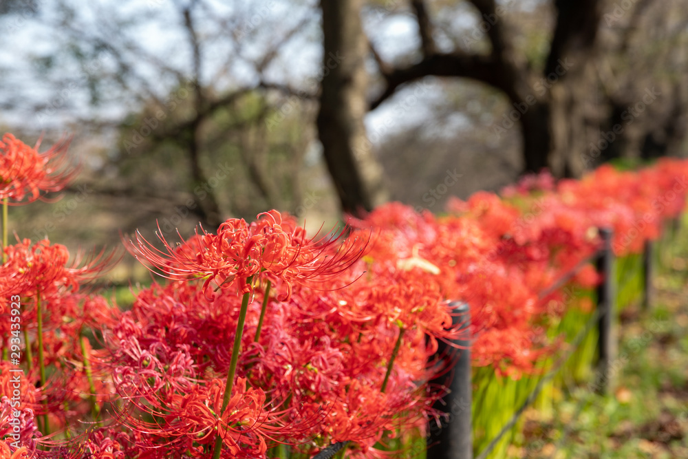 曼珠沙華 権現堂公園 埼玉県幸手市 曼珠沙華 権現堂公園 埼玉県幸手市