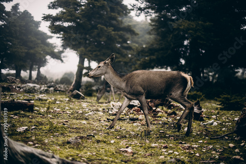deer in the forest