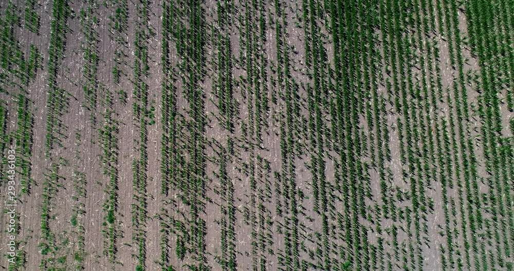Aerial View Over Sweet Corn Crop Dying In Extreme Drought, Sweden Aerial View Over Sweet Corn Crop Dying In Extreme Drought, Sweden