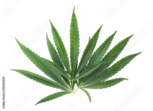 Green hemp leaves on white background, top view