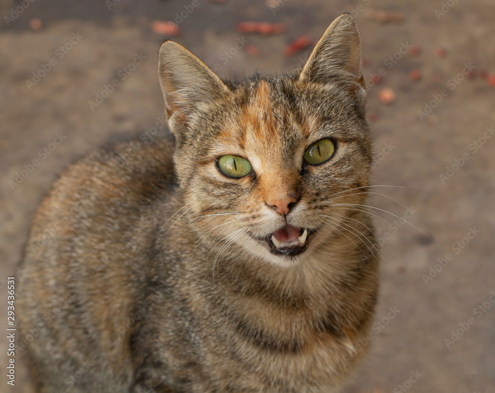 A gray cat with open mouth and green eyes