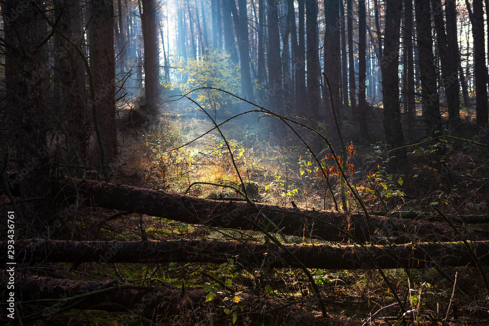 Fototapeta premium morning sunshine in autumn forest