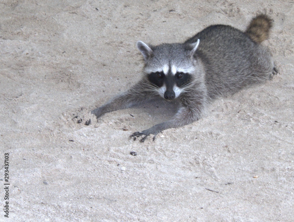 Fototapeta premium Playful Raccoon