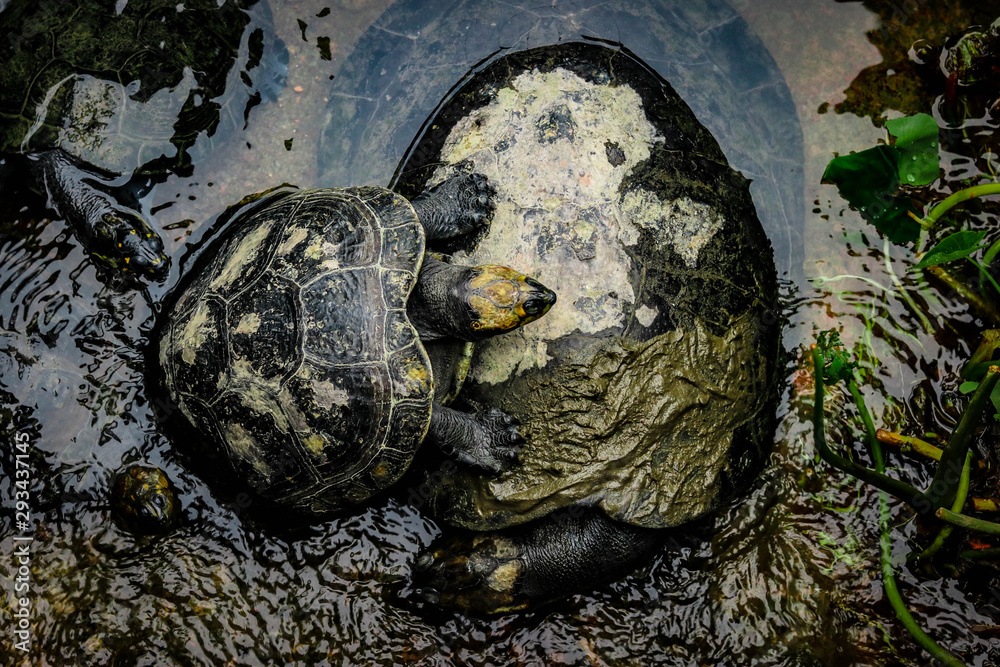 Obraz premium Amor de madre tortuga