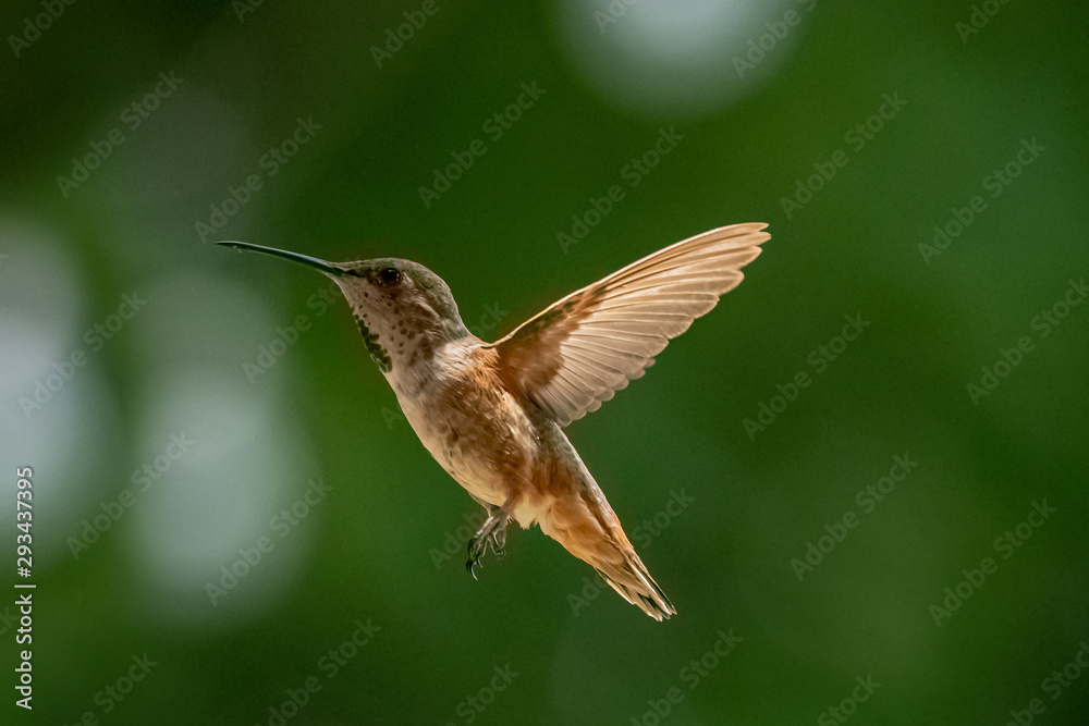 Fototapeta premium Hivering Humming bird