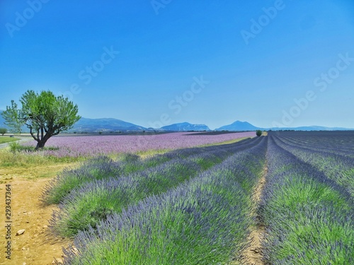 Lavender fields in Provence with mountains background 